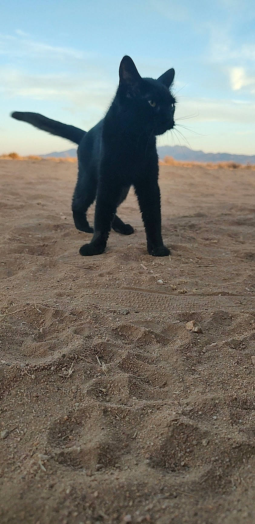 Kiwi is registered to the contest to win money with this photo: black_cat, canidae, carnivore, cat, cloud, dog_breed, felidae, fur, gesture, horizon, landscape, sand, shadow, sky, small_to_medium_sized_cats, soil, sporting_group, tail, terrestrial_animal, whiskers