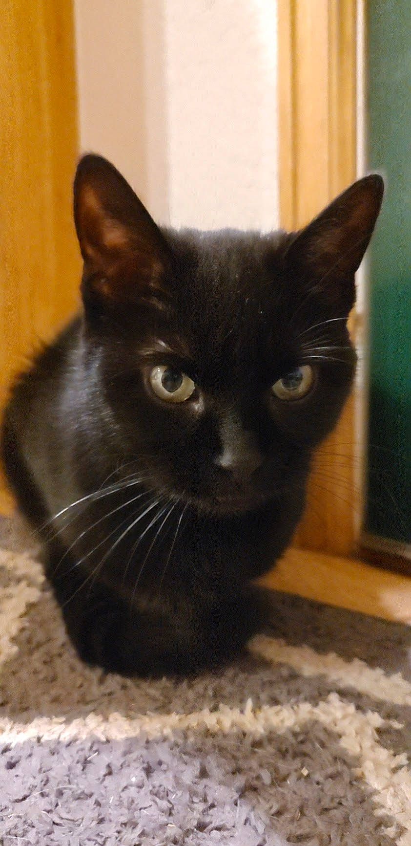 Kiwi is registered to the contest to win money with this photo: black_cat, bombay, carnivore, cat, domestic_short_haired_cat, felidae, fur, iris, small_to_medium_sized_cats, snout, terrestrial_animal, whiskers