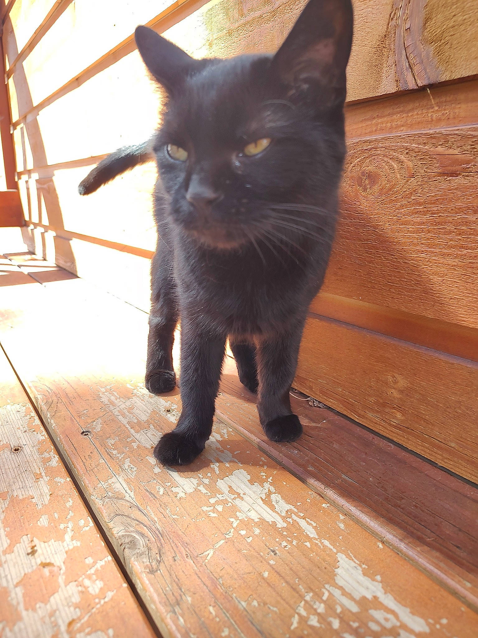 Kiwi is registered to the contest to win money with this photo: black_cat, bombay, carnivore, cat, claw, domestic_short_haired_cat, felidae, flooring, fur, hardwood, plank, shadow, small_to_medium_sized_cats, snout, tail, terrestrial_animal, varnish, whiskers, wood, wood_stain