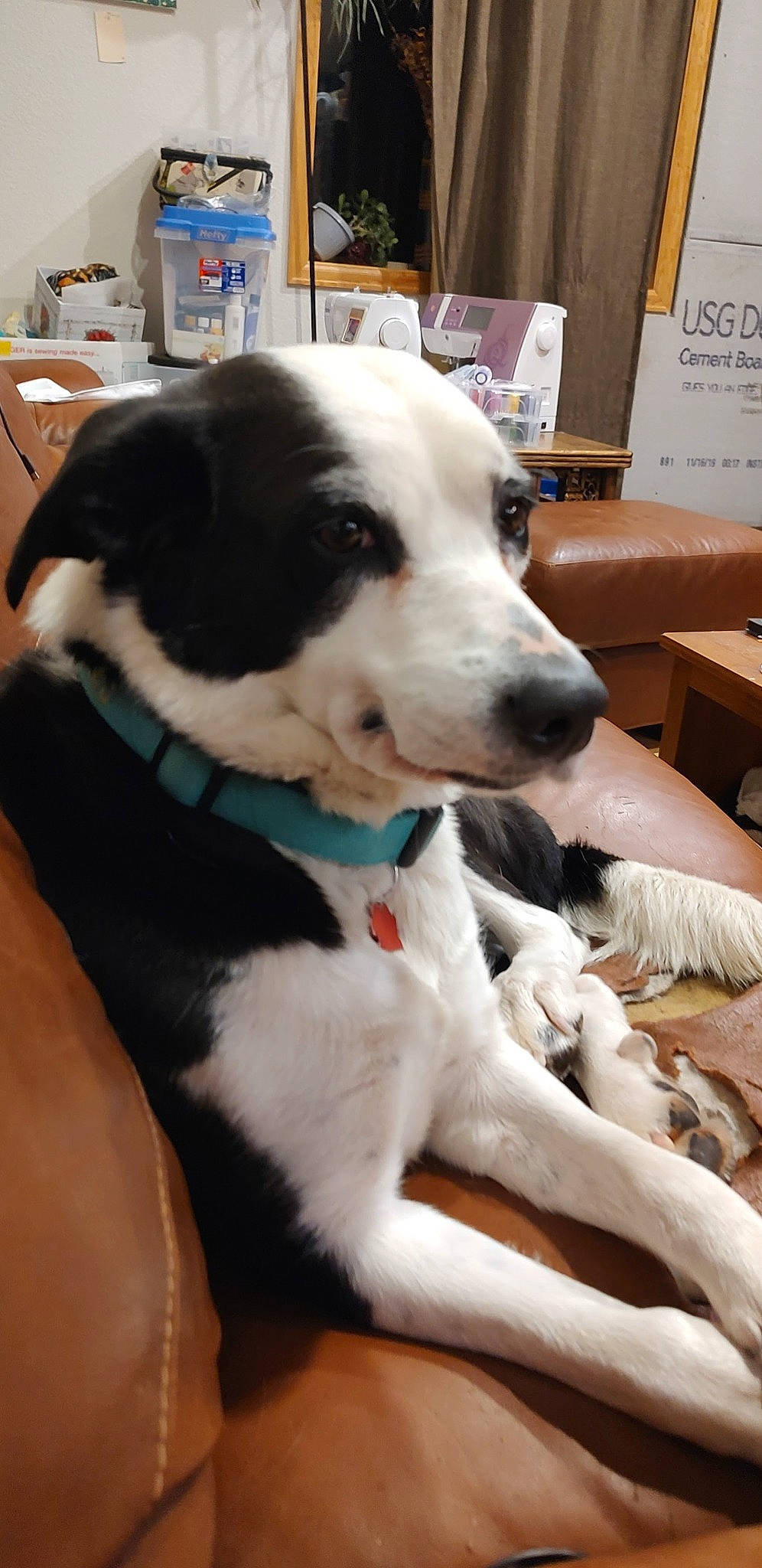 Tuna is registered to the contest to win money with this photo: canidae, carnivore, collar, companion_dog, dog, dog_breed, dog_collar, fur, guard_dog, non_sporting_group, paw, snout, sporting_group, tail, whiskers, working_animal, working_dog