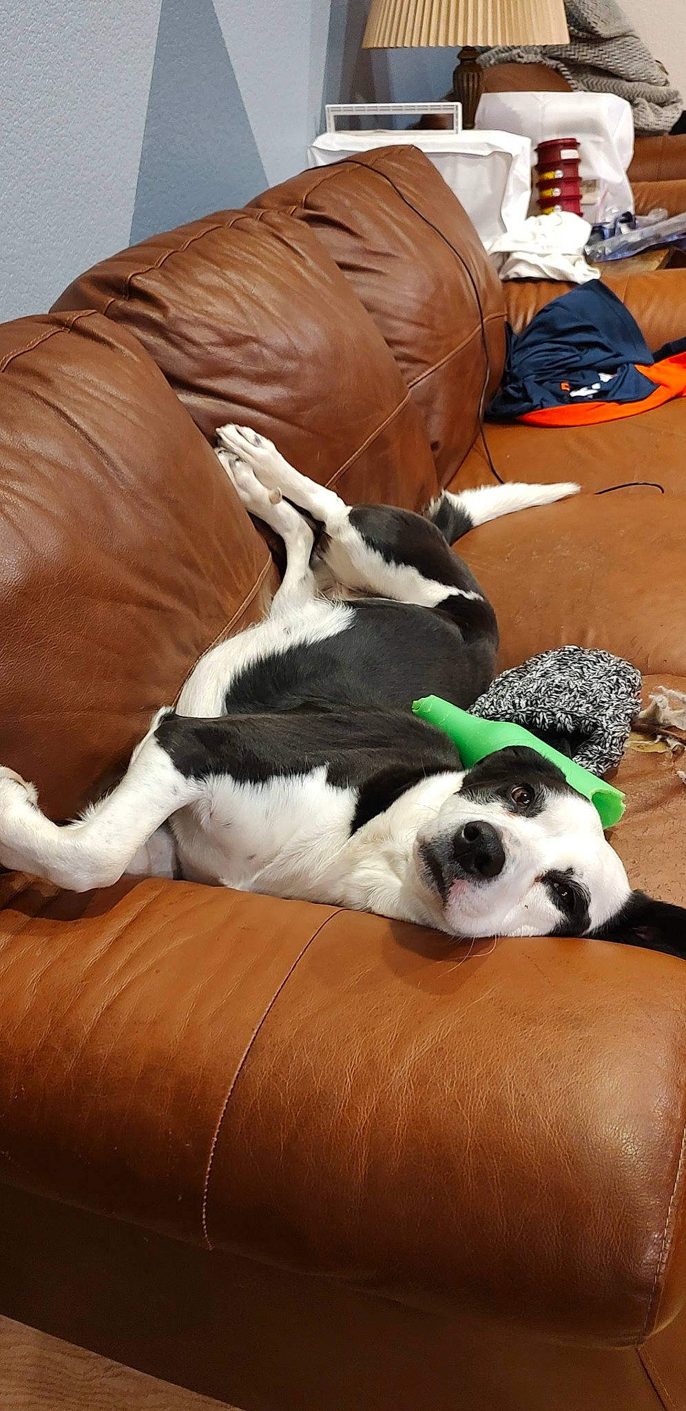 Tuna is registered to the contest to win money with this photo: backpack, bag, canidae, carnivore, comfort, companion_dog, dog, dog_breed, flooring, fur, hardwood, linens, luggage_and_bags, nap, non_sporting_group, sporting_group, toy_dog, wood, working_animal