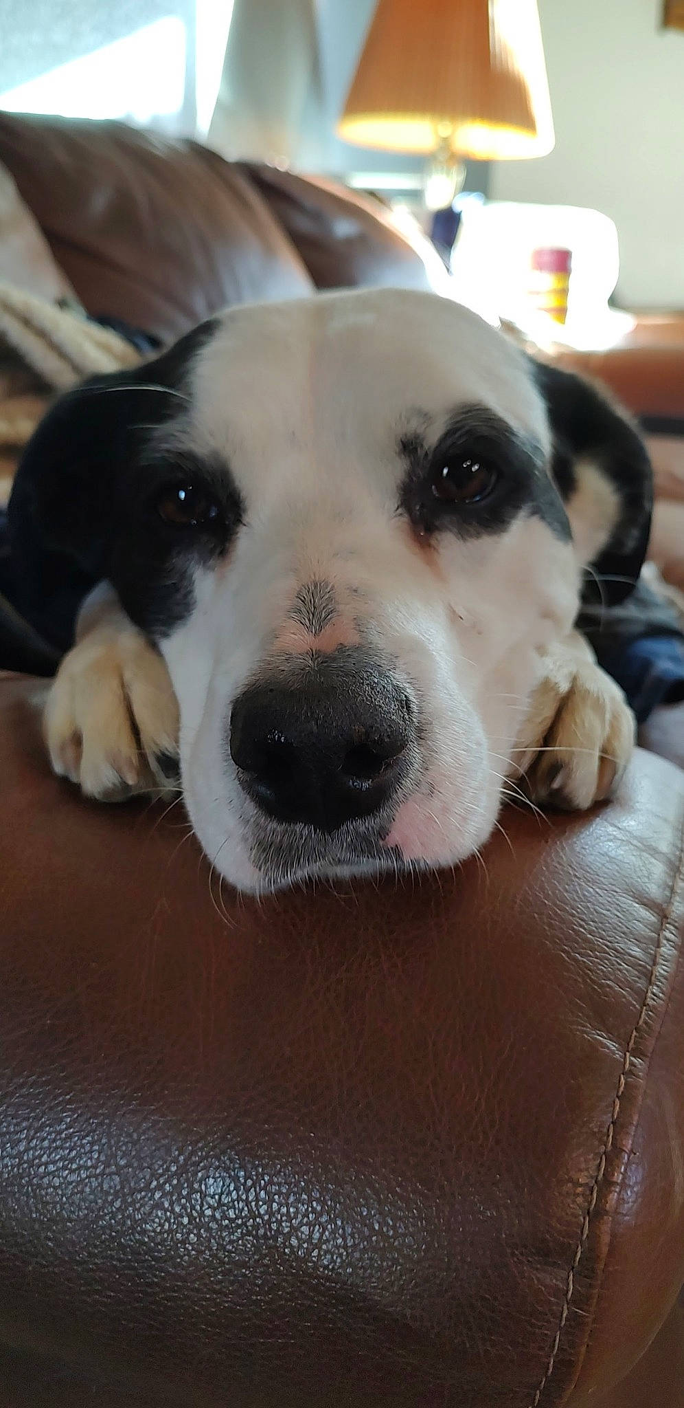 Tuna is registered to the contest to win money with this photo: canidae, carnivore, collar, companion_dog, dog, dog_breed, fawn, fur, puppy, puppy_love, snout, sporting_group, terrestrial_animal, whiskers, working_animal