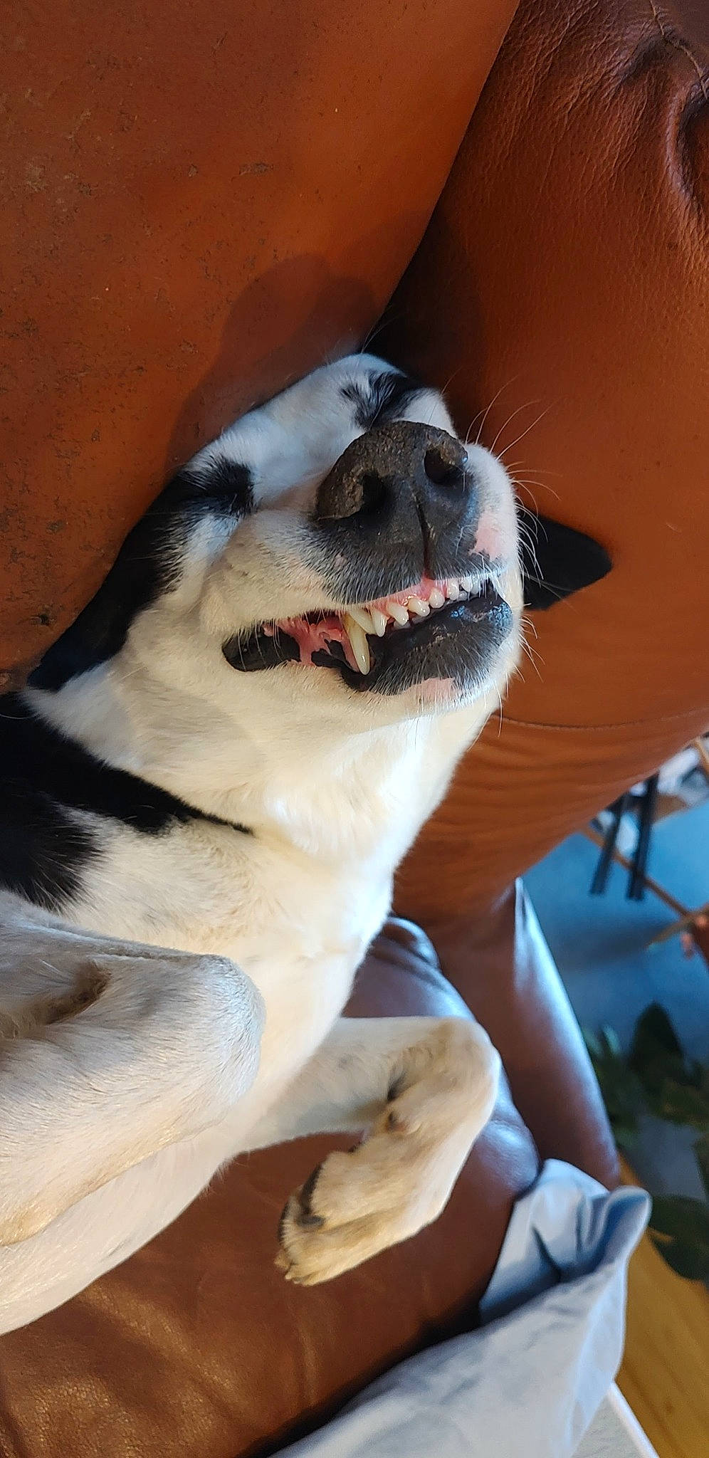 Tuna joined the competition — help win amazing prizes! canidae, carnivore, collar, companion_dog, dog, dog_breed, dog_collar, fang, fawn, fur, jaw, paw, snout, sporting_group, street_dog, sunglasses, tail, whiskers, working_animal, working_dog