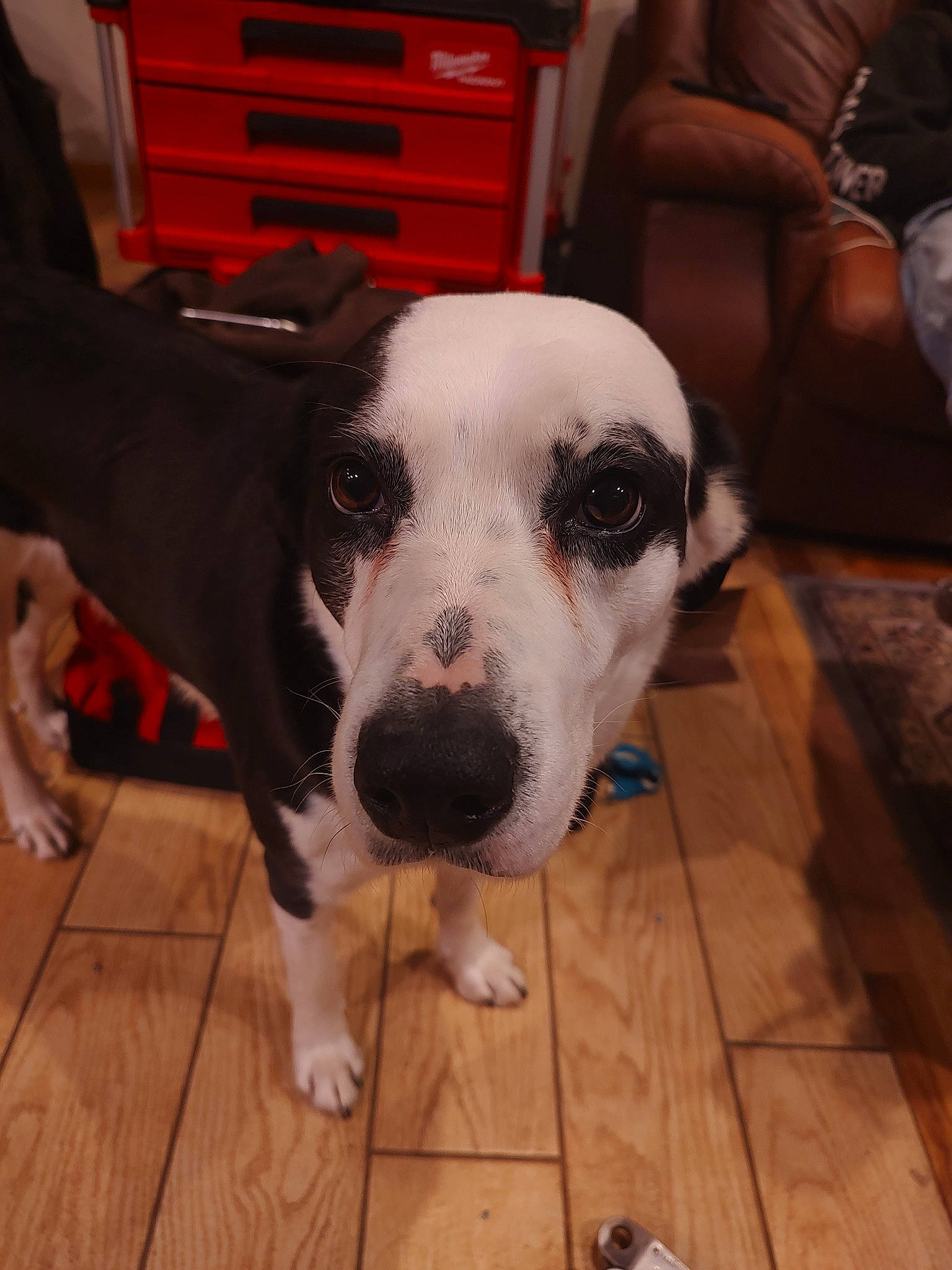 Tuna is registered to the contest to win money with this photo: canidae, chair, collar, companion_dog, couch, dog, dog_breed, fawn, floor, flooring, fur, hardwood, plank, sporting_group, terrestrial_animal, varnish, whiskers, wood, wood_flooring, working_animal