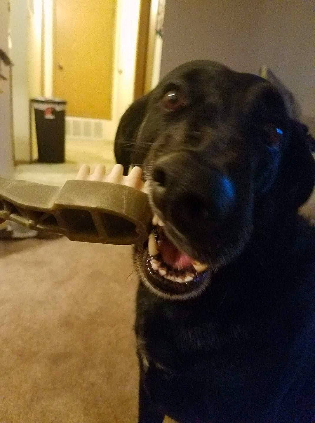 Tiva is registered to the contest to win money with this photo: borador, canidae, carnivore, collar, companion_dog, dog, dog_breed, dog_collar, door, fawn, flooring, fur, guard_dog, gun_dog, liver, retriever, snout, sporting_group, whiskers, working_animal