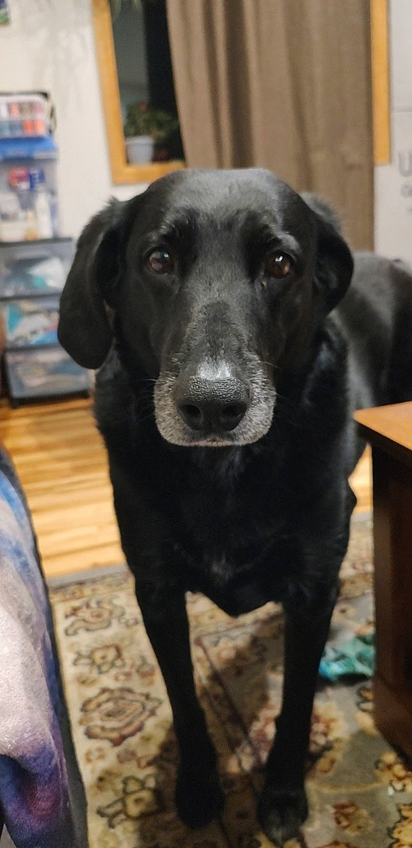 Tiva joined the competition — help win amazing prizes! borador, canidae, carnivore, companion_dog, dog, dog_breed, eye, fawn, fur, gun_dog, labrador_retriever, liver, retriever, shelf, snout, sporting_group, table, terrestrial_animal, whiskers, working_animal