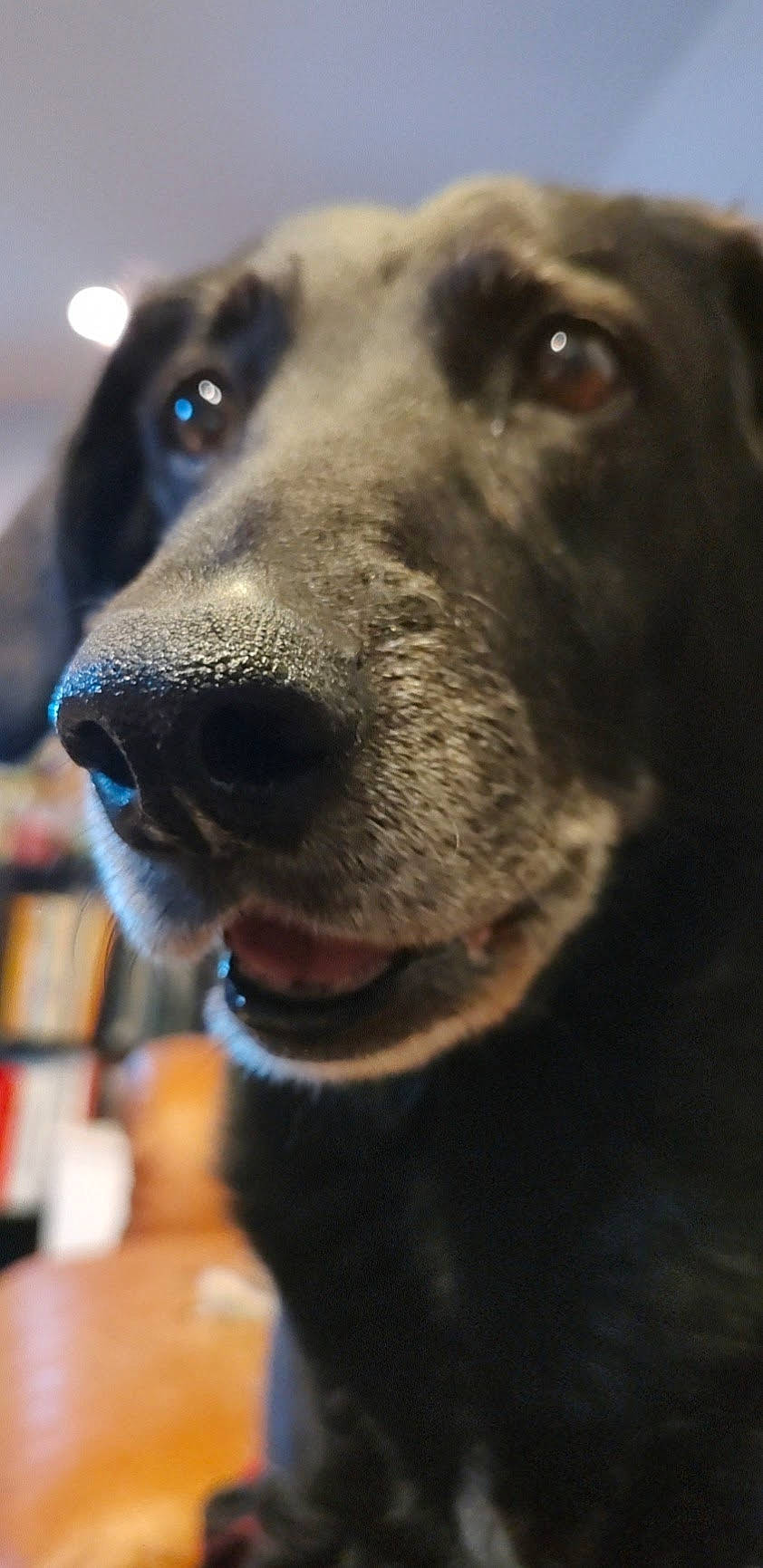 Tiva is registered to the contest to win money with this photo: borador, canidae, carnivore, close_up, collar, companion_dog, dog, dog_breed, dog_collar, ear, electric_blue, fur, pet_supply, photography, sporting_group, terrestrial_animal, whiskers, working_animal, working_dog