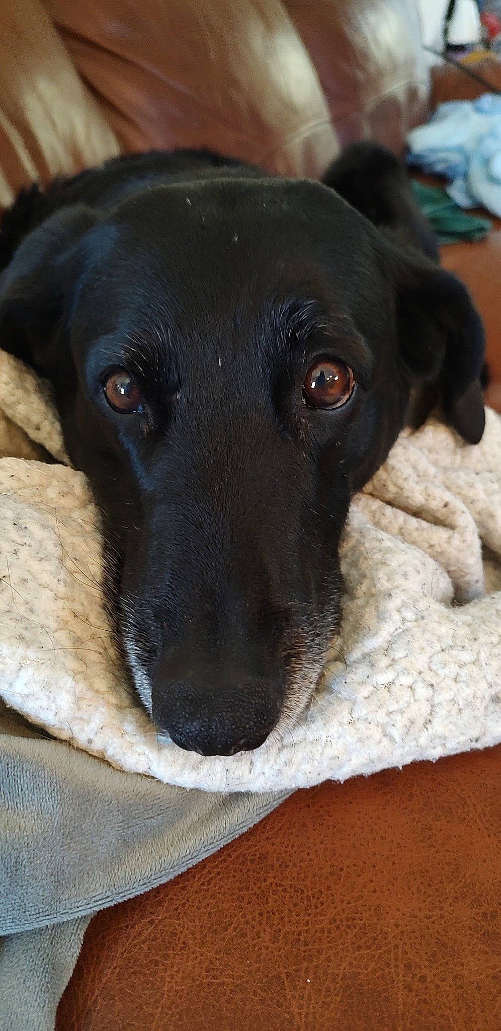 Tiva joined the competition — help win amazing prizes! borador, canidae, carnivore, companion_dog, dog, dog_breed, fawn, fur, guard_dog, hunting_dog, liver, pet_supply, puppy, snout, sporting_group, street_dog, terrestrial_animal, toy_dog, whiskers, working_animal