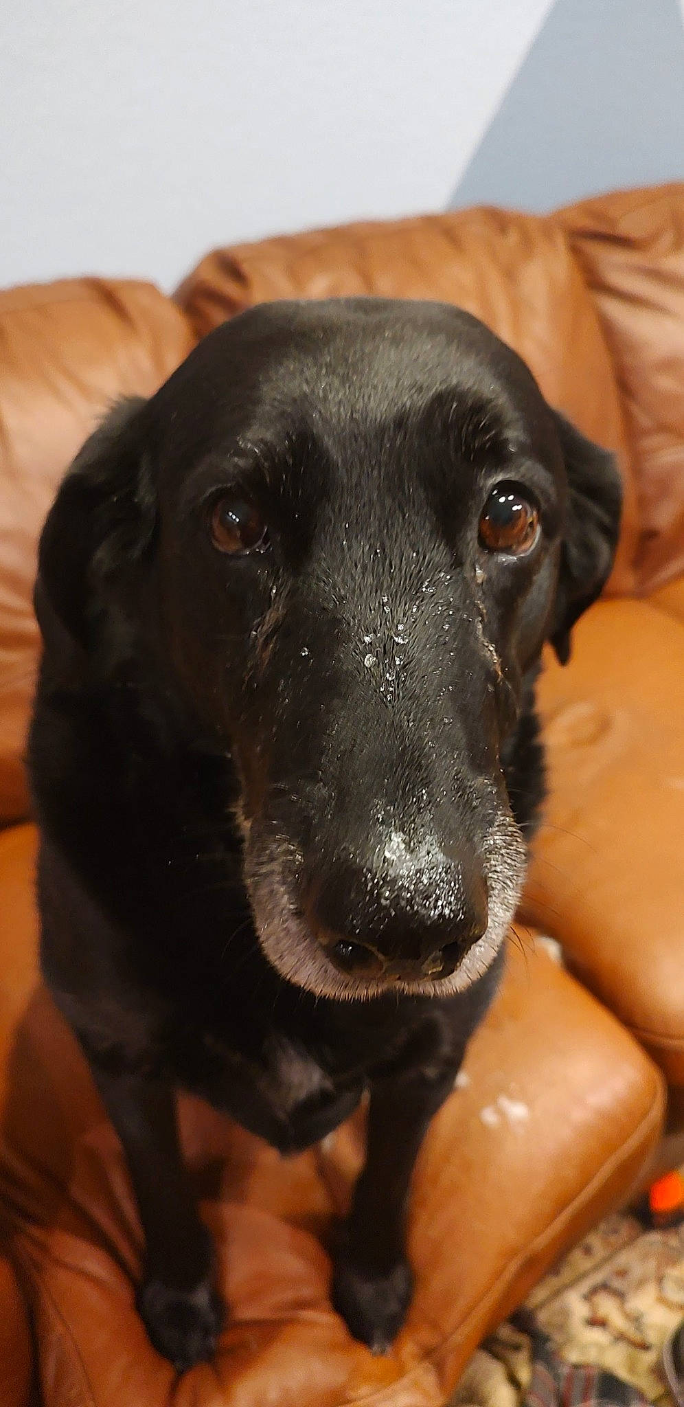 Tiva joined the competition — help win amazing prizes! borador, canidae, carnivore, companion_dog, dog, dog_breed, fawn, fur, guard_dog, gun_dog, labrador_retriever, liver, pet_supply, puppy, retriever, sporting_group, whiskers, working_animal