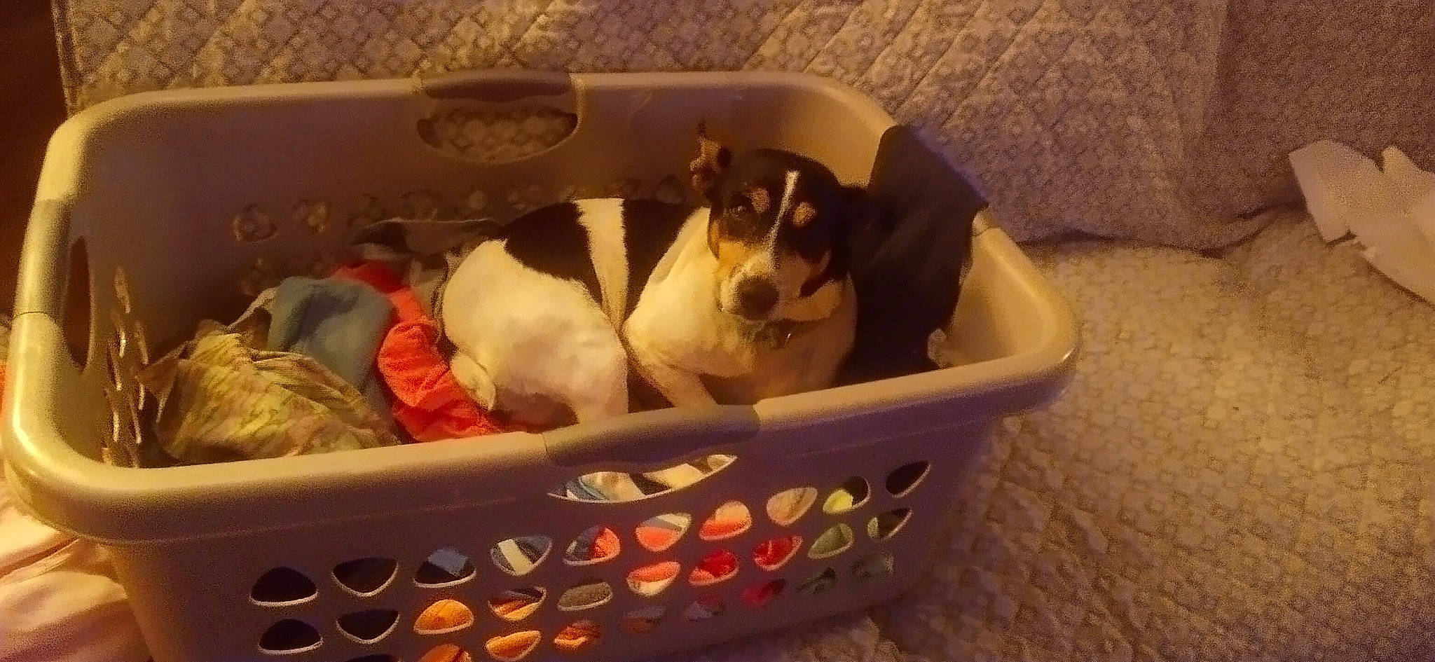 Dixieroo joined the competition — help win amazing prizes! animal_feed, basket, canidae, carnivore, cat_supply, comfort, companion_dog, dog, dog_bed, dog_breed, dog_food, dog_supply, felidae, linens, paw, pet_food, pet_supply, sporting_group, toy, working_animal