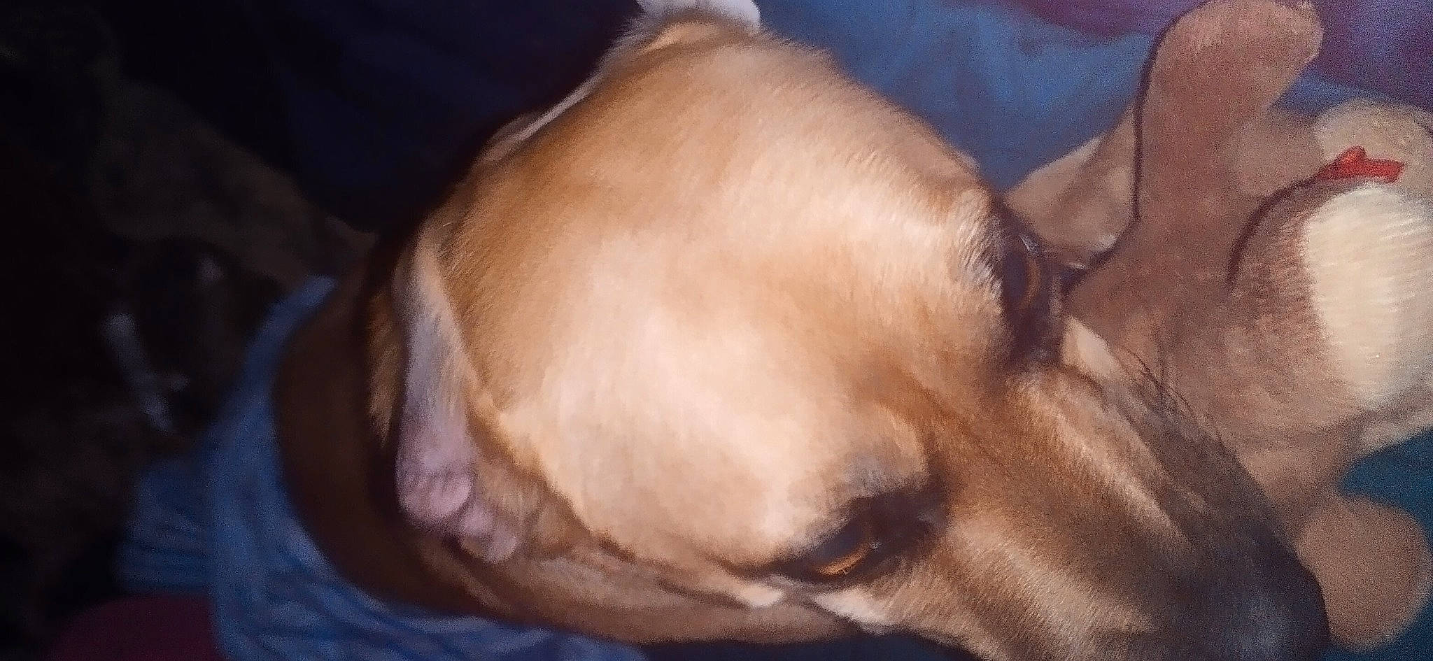 Maximus is registered to the contest to win money with this photo: barechested, canidae, carnivore, comfort, companion_dog, dog, dog_breed, fawn, fur, gesture, human_body, jaw, liver, nap, snout, sporting_group, whiskers, wildlife, working_animal, wrinkle