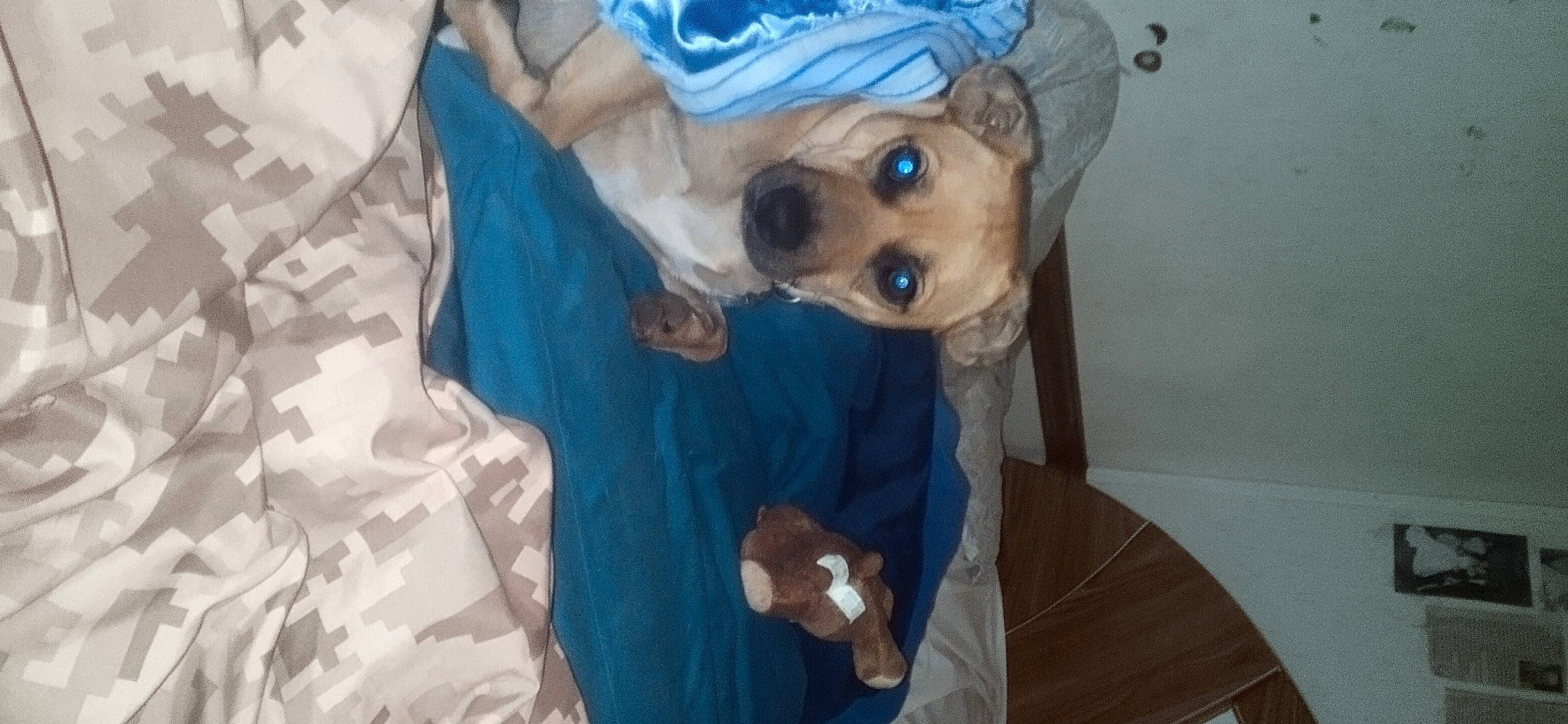 Maximus is registered to the contest to win money with this photo: carnivore, companion_dog, costume_hat, dog, dog_breed, dog_clothes, dog_supply, eyewear, fawn, fur, hat, linens, outerwear, sleeve, sun_hat, sunglasses, t_shirt, toy_dog, whiskers, working_animal