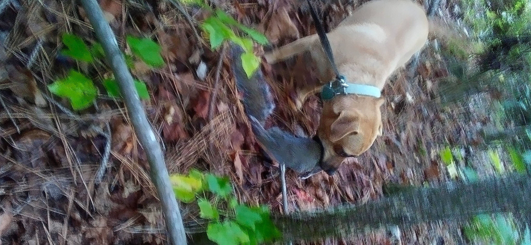 Maximus joined the competition — help win amazing prizes! canidae, carnivore, companion_dog, dog, dog_breed, felidae, grass, groundcover, liver, natural_material, plant, snout, soil, sporting_group, tail, terrestrial_animal, tree, twig, wood, working_animal