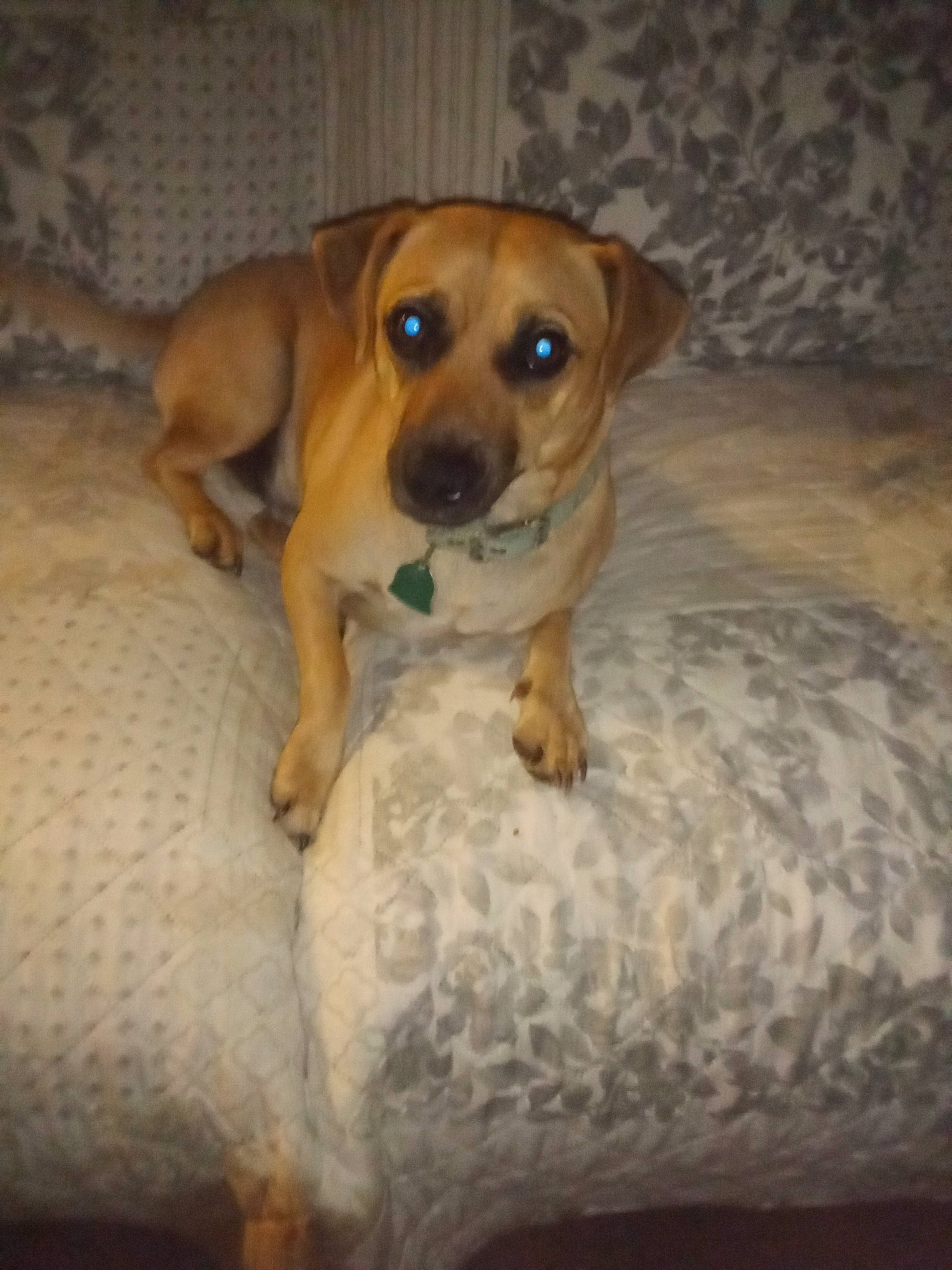 Maximus joined the competition — help win amazing prizes! canidae, carnivore, comfort, companion_dog, dog, dog_breed, fawn, fur, hardwood, hound, non_sporting_group, paw, snout, sporting_group, tail, terrestrial_animal, whiskers, wood, working_animal, working_dog