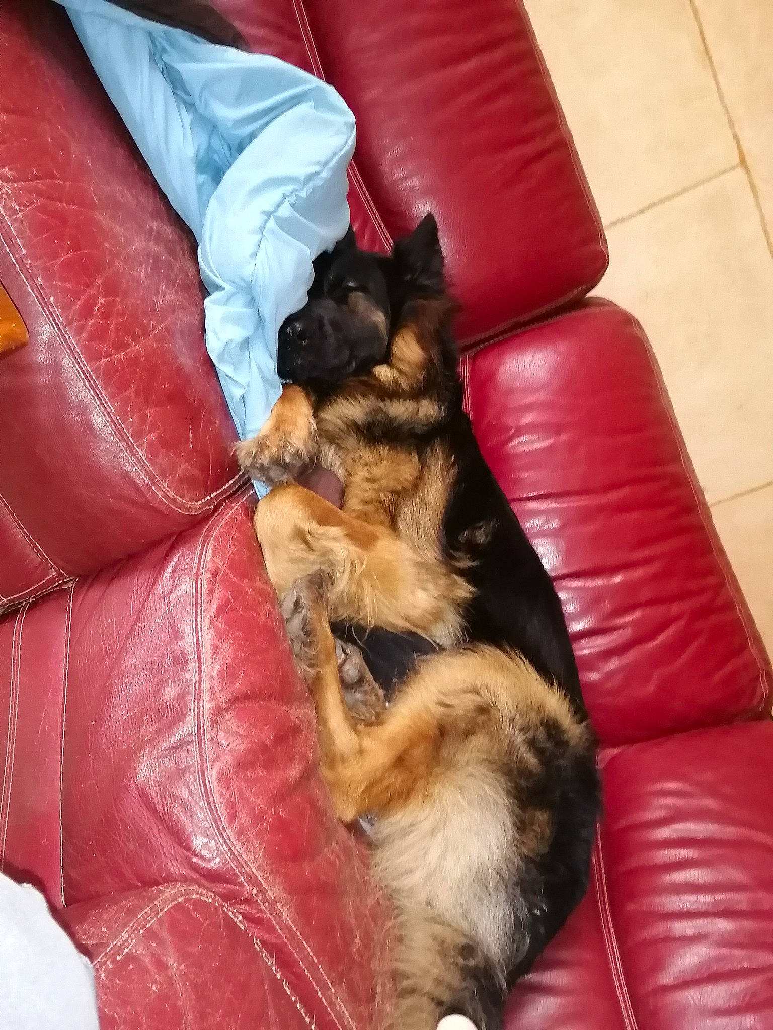 Nasko participe au concours pour gagner de l'argent avec cette photo : border_terrier, canidae, carnivore, cat, companion_dog, dog, dog_breed, felidae, fur, small_to_medium_sized_cats, sporting_group, whiskers