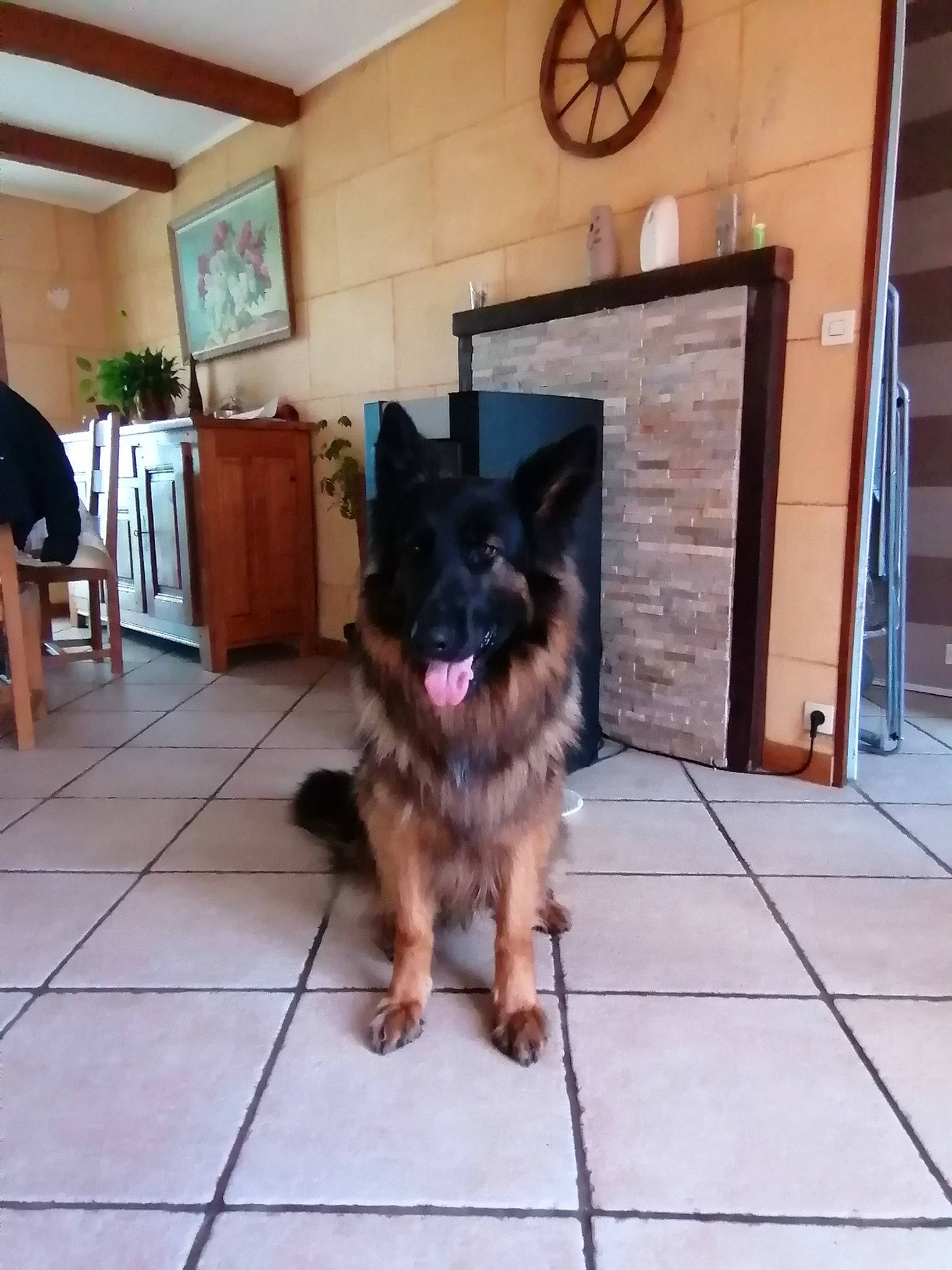 Nasko a rejoint le concours — aidez-le/la à gagner de superbes lots ! belgian_shepherd, belgian_shepherd_malinois, canidae, carnivore, dog, dog_breed, east_european_shepherd, fawn, german_shepherd_dog, king_shepherd, mammal, old_german_shepherd_dog, shiloh_shepherd_dog, snout, tervuren, vertebrate, working_dog