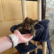 Aiko a rejoint le concours — aidez-le/la à gagner de superbes lots ! animal, bracelet, cat, cat_tree, cozy, cute, fur, furniture, hand, home, indoor, interaction, kitten, paw, person, pet, playing, scratching_post, tile_floor, wall