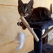 Aiko a rejoint le concours — aidez-le/la à gagner de superbes lots ! animal, black, brown, cat_tree, claws, curious, ears, feather_toy, feline, fur, home, indoor, kitten, paw, pet, playful, resting, tabby, whiskers, young_cat