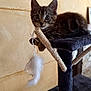 animal, black, brown, cat_tree, claws, curious, ears, feather_toy, feline, fur, home, indoor, kitten, paw, pet, playful, resting, tabby, whiskers, young_cat