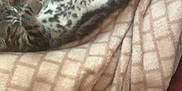 Aiko participe au concours pour gagner de l'argent avec cette photo : animal, beige, blanket, brown, cat, comfort, couch, cozy, feline, fur, indoor, kitten, pattern, pet, relaxing, resting, soft, spots, stretching, tabby