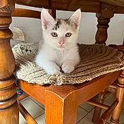 Blue participe au concours pour gagner de l'argent avec cette photo : animal, cat, chair, curious, cushion, cute, ears, feline, floor, home, indoor, kitten, knitted, paws, pet, resting, small, tile, wood, young