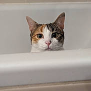 Tartine participe au concours pour gagner de l'argent avec cette photo : cat, calico, bathtub, peeking, curious, ears, white, indoor, pet, animal, face, closeup, feline, nose, whiskers, head, looking, alert, bathroom, tile