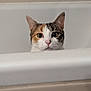 cat, calico, bathtub, peeking, curious, ears, white, indoor, pet, animal, face, closeup, feline, nose, whiskers, head, looking, alert, bathroom, tile