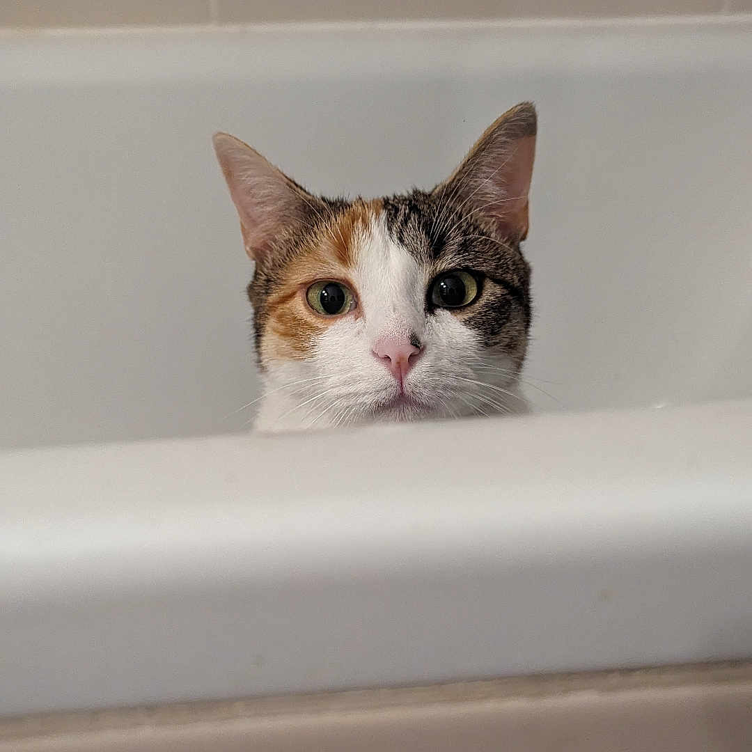 Tartine participe au concours pour gagner de l'argent avec cette photo : alert, animal, bathroom, bathtub, calico, cat, closeup, curious, ears, face, feline, head, indoor, looking, nose, peeking, pet, tile, whiskers, white