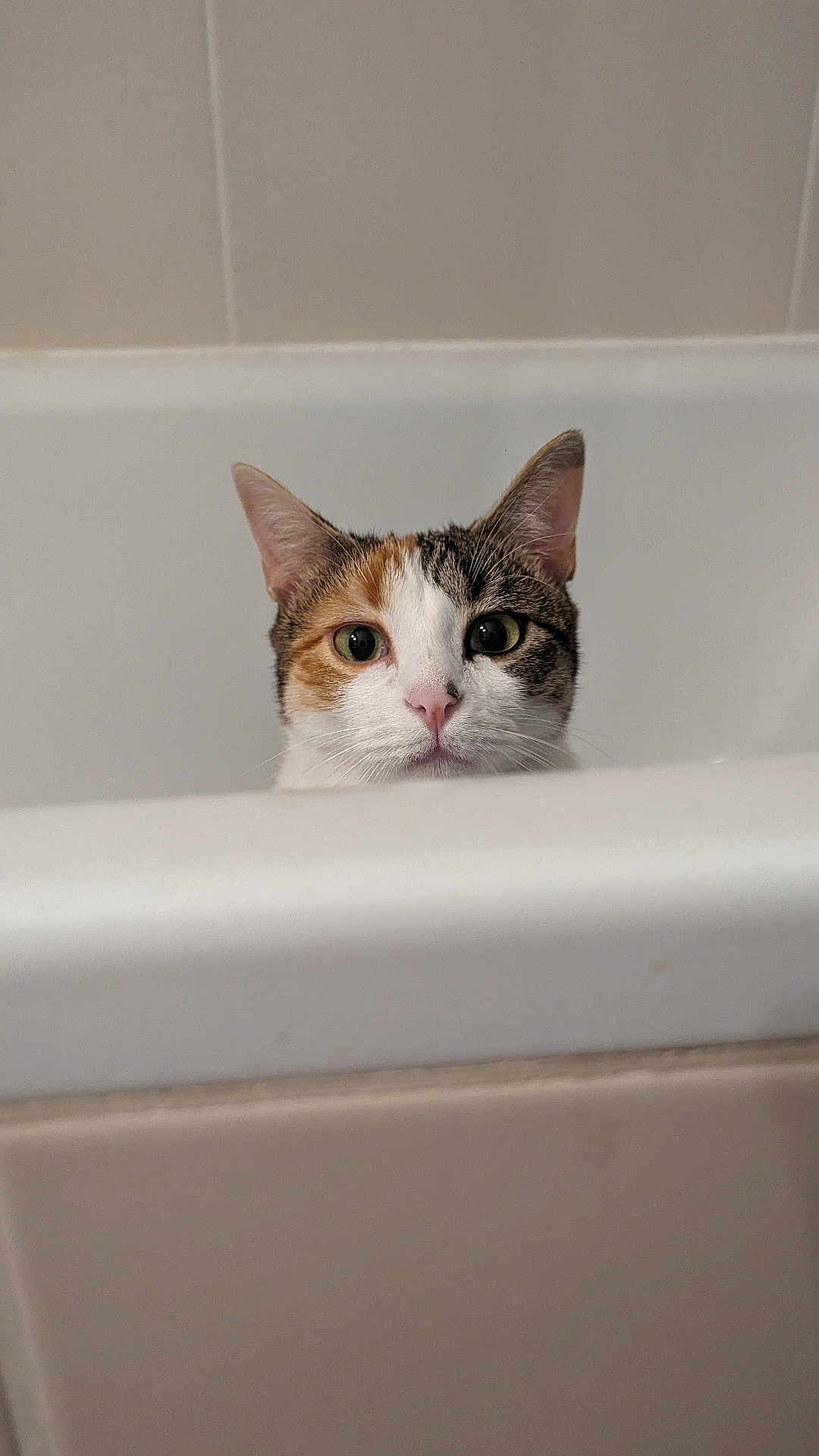 Tartine participe au concours pour gagner de l'argent avec cette photo : cat, calico, bathtub, peeking, curious, ears, white, indoor, pet, animal, face, closeup, feline, nose, whiskers, head, looking, alert, bathroom, tile