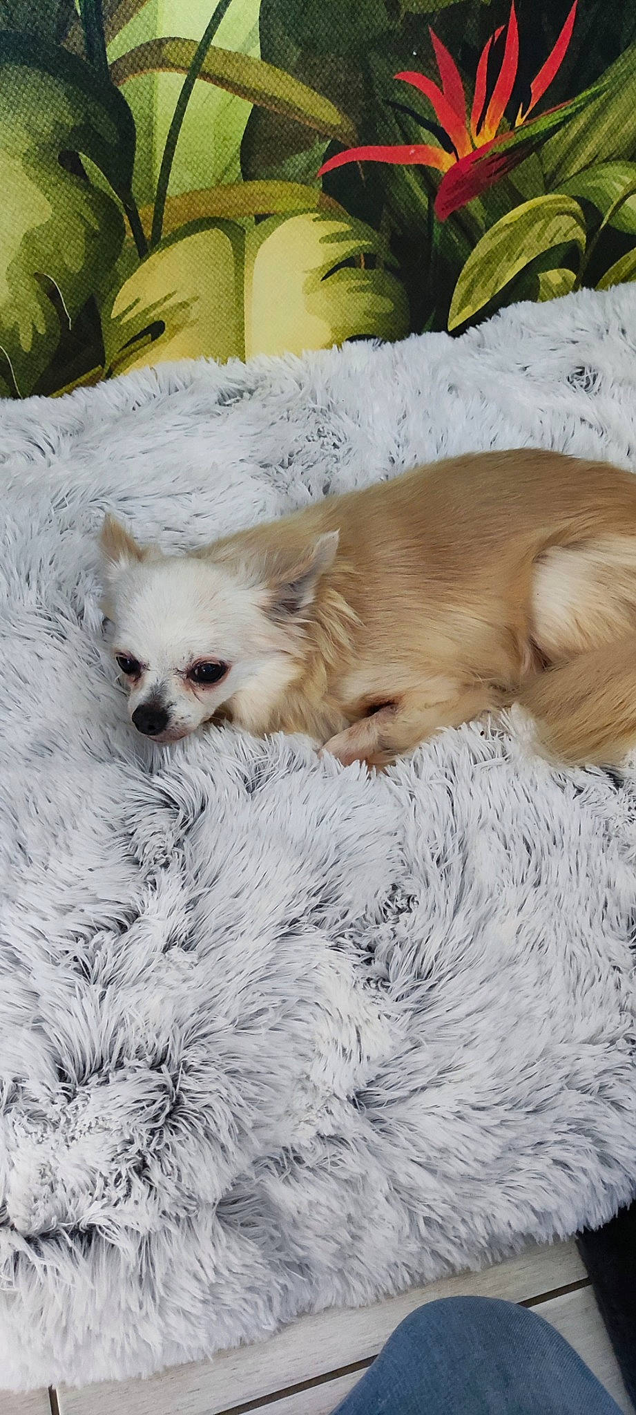 Joy participe au concours pour gagner de l'argent avec cette photo : canidae, carnivore, chihuahua, comfort, companion_dog, dog, dog_breed, dog_supply, fawn, fur, liver, plant, snout, snow, sporting_group, tail, terrestrial_animal, tibetan_spaniel, toy_dog, whiskers