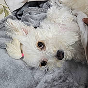 Buttercup is registered to the contest to win money with this photo: dog, white, fluffy, pet, paw, blanket, bed, hand, cute, lying_down, indoors, soft_texture, cozy, fur, animal, companion, resting, relaxed, pink_hair_tie, closeup