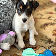 Zoey is registered to the contest to win money with this photo: puppy, dog, toy, carpet, indoor, pet, cute, animal, small, white, black, brown, ears, face, floor, playful, looking, sitting, closeup, young