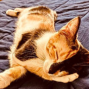 Abia joined the competition — help win amazing prizes! animal, blanket, calico, calm, cat, closeup, cozy, cute, domestic_cat, feline, fur, indoor, paw, peaceful, pet, relaxed, resting, sleeping, soft_light, whiskers