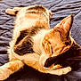 animal, blanket, calico, calm, cat, closeup, cozy, cute, domestic_cat, feline, fur, indoor, paw, peaceful, pet, relaxed, resting, sleeping, soft_light, whiskers