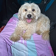 Choupa a rejoint le concours — aidez-le/la à gagner de superbes lots ! dog, fluffy, cream_color, tongue_out, blanket, pastel_colors, car_interior, seatbelt, relaxed, pet, animal, cute, indoors, companion, happy, furry, small_dog, resting, car_seat, portrait