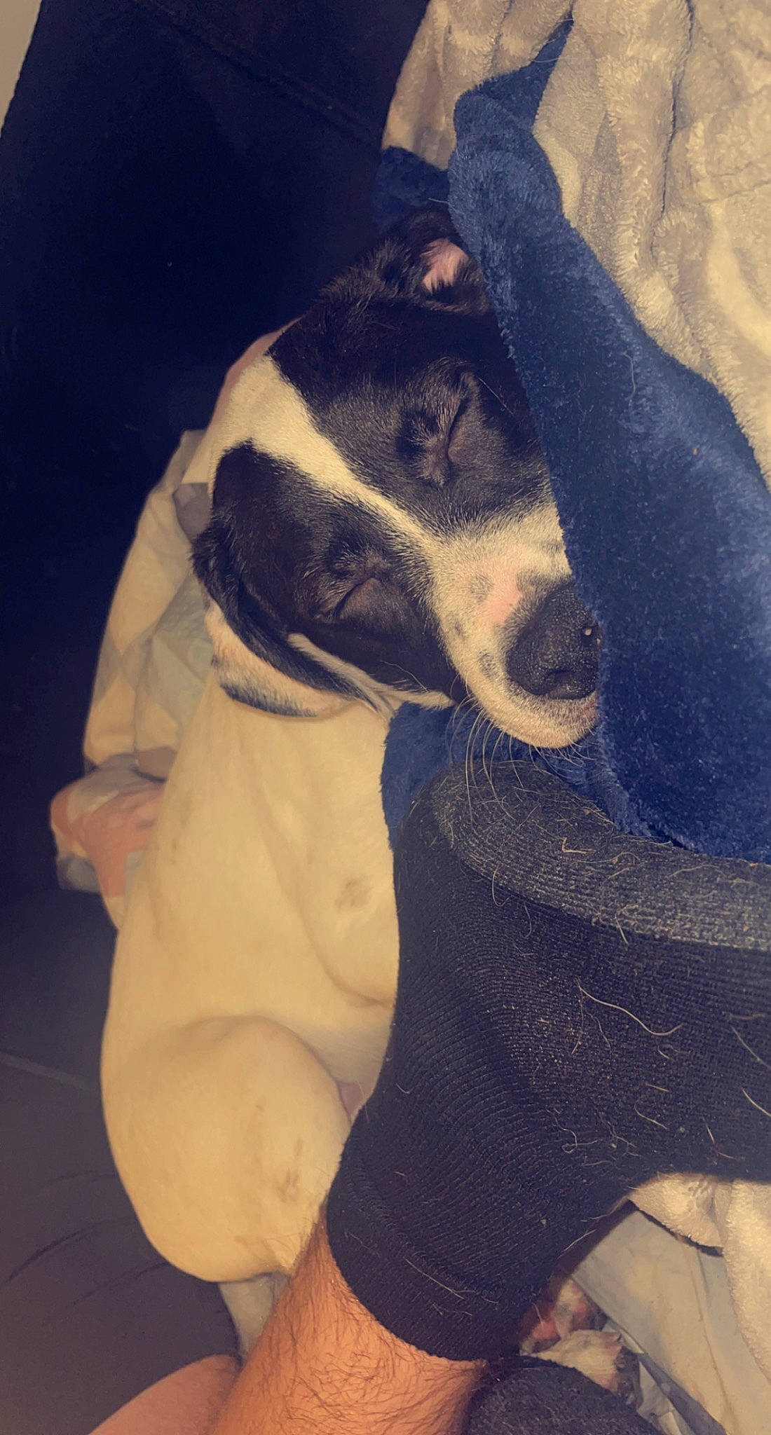 Flash joined the competition — help win amazing prizes! canidae, carnivore, cloud, companion_dog, dog, dog_breed, dog_collar, dog_supply, ear, electric_blue, fawn, fur, guard_dog, hound, jaw, pet_supply, sporting_group, toy_dog, whiskers, working_animal