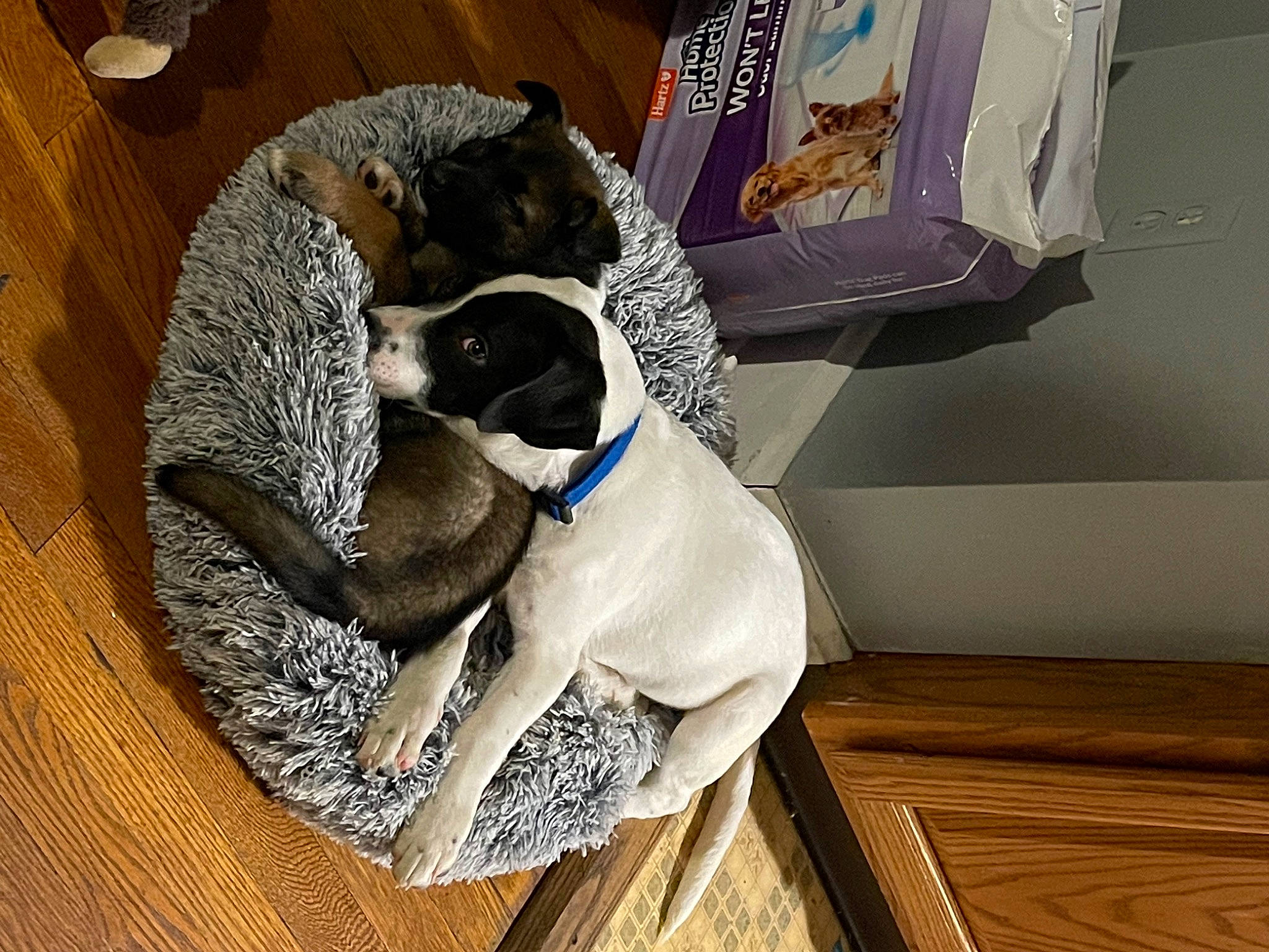 Flash is registered to the contest to win money with this photo: carnivore, collar, comfort, companion_dog, dog, dog_breed, dog_supply, fawn, felidae, flooring, grey, hardwood, linens, pet_supply, snout, sporting_group, tail, toy_dog, wood, working_animal