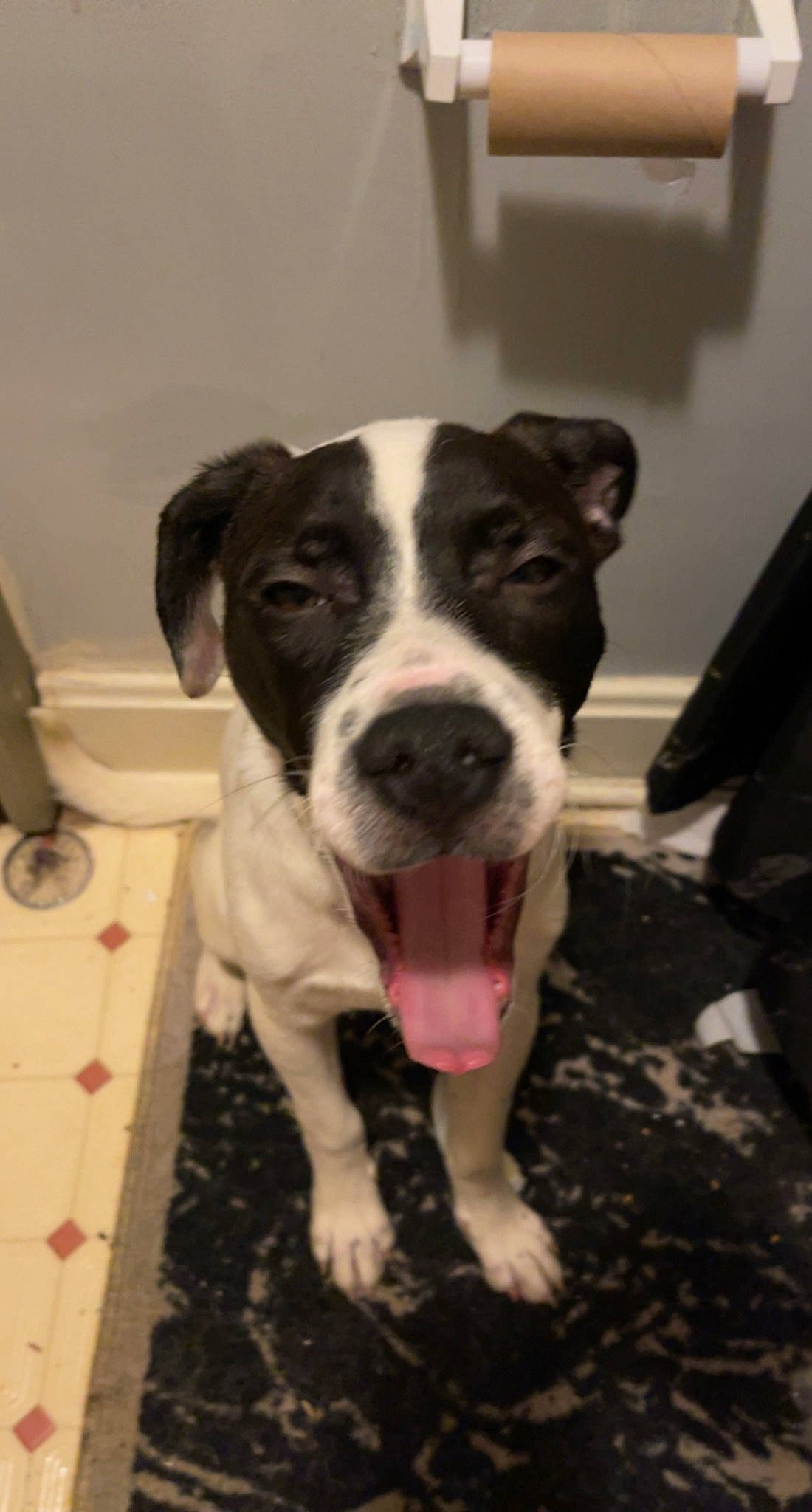 Flash joined the competition — help win amazing prizes! canidae, carnivore, companion_dog, dog, dog_breed, fawn, fur, non_sporting_group, paw, snout, terrestrial_animal, whiskers, working_animal, working_dog