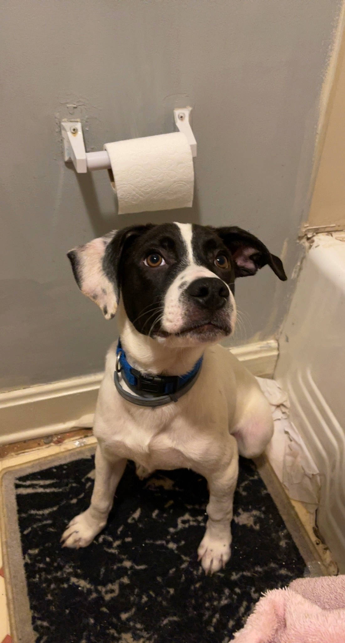 Flash is registered to the contest to win money with this photo: boston_terrier, canidae, carnivore, collar, companion_dog, dog, dog_breed, dog_collar, fawn, flooring, household_supply, non_sporting_group, paper_towel, sitting, snout, sporting_group, whiskers, window, working_animal, working_dog