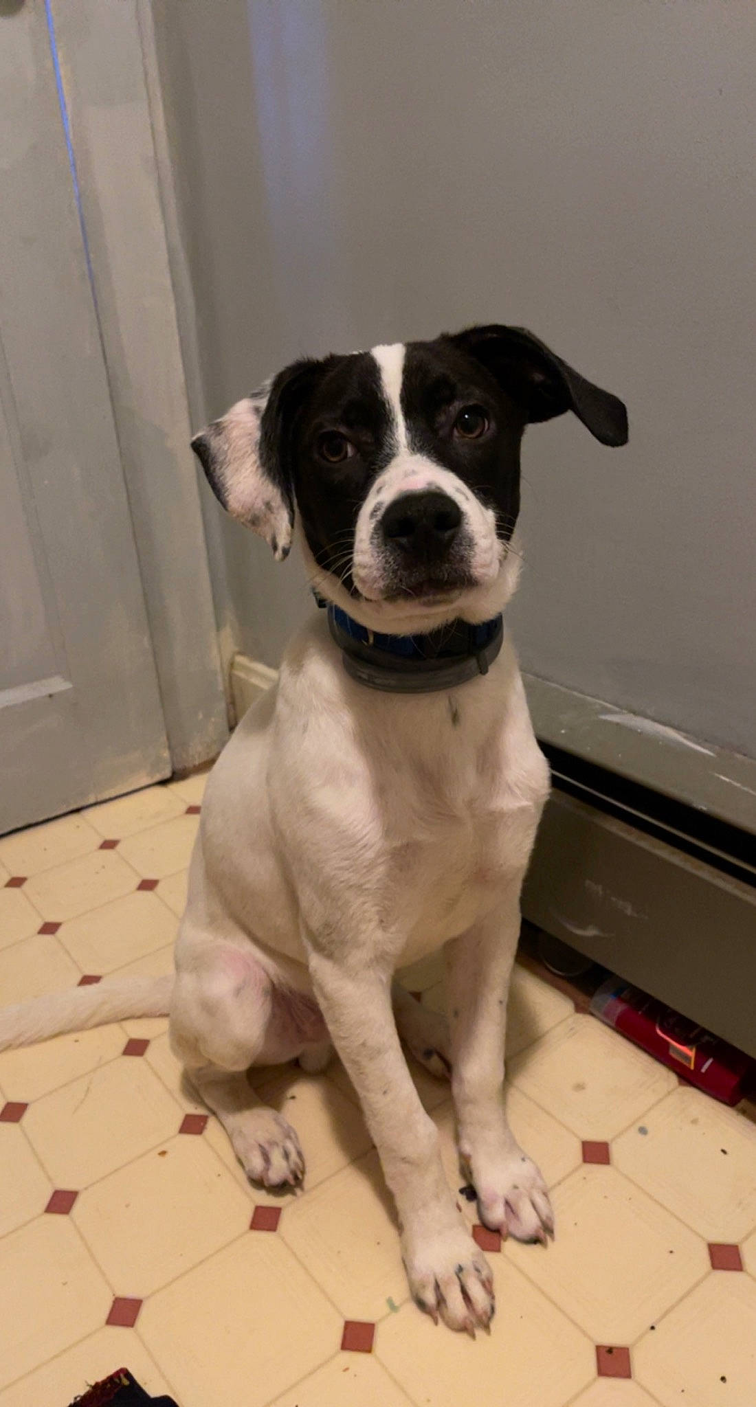 Flash joined the competition — help win amazing prizes! boston_terrier, canidae, carnivore, collar, companion_dog, dog, dog_breed, dog_collar, fawn, flooring, molosser, non_sporting_group, sporting_group, whiskers, working_animal