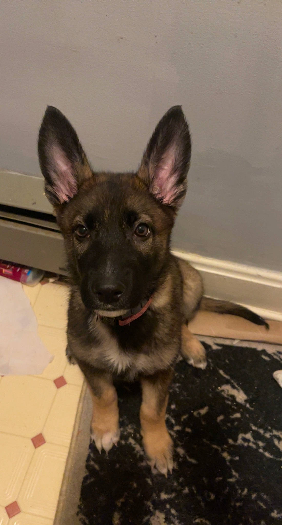 Sally is registered to the contest to win money with this photo: canidae, carnivore, companion_dog, dog, dog_breed, fawn, fur, liver, non_sporting_group, paw, puppy, snout, sporting_group, terrestrial_animal, tile_flooring, toy_dog, whiskers, working_animal, working_dog