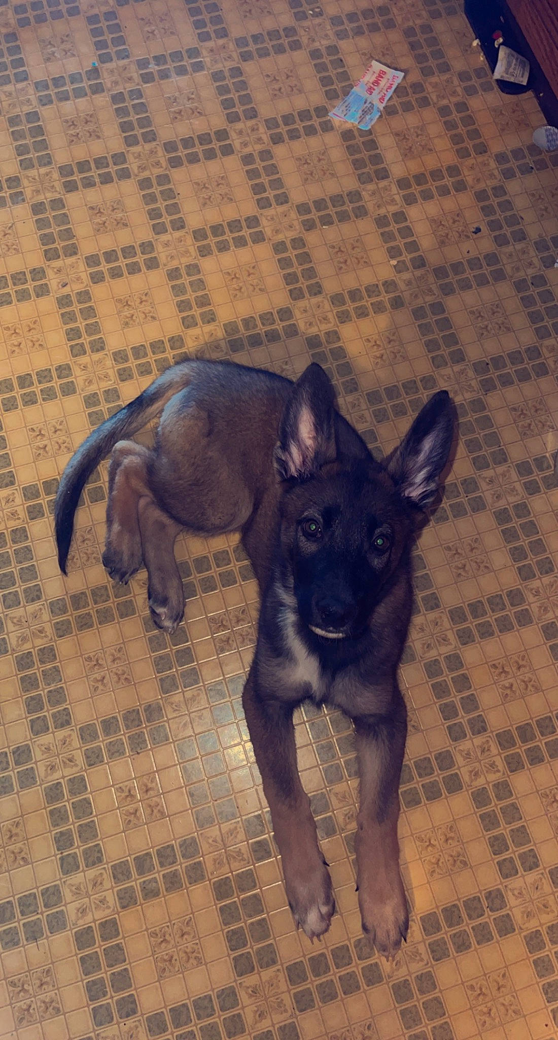 Sally joined the competition — help win amazing prizes! carnivore, companion_dog, dog, dog_breed, fawn, flooring, non_sporting_group, paw, snout, sporting_group, tail, terrestrial_animal, toy_dog, working_animal