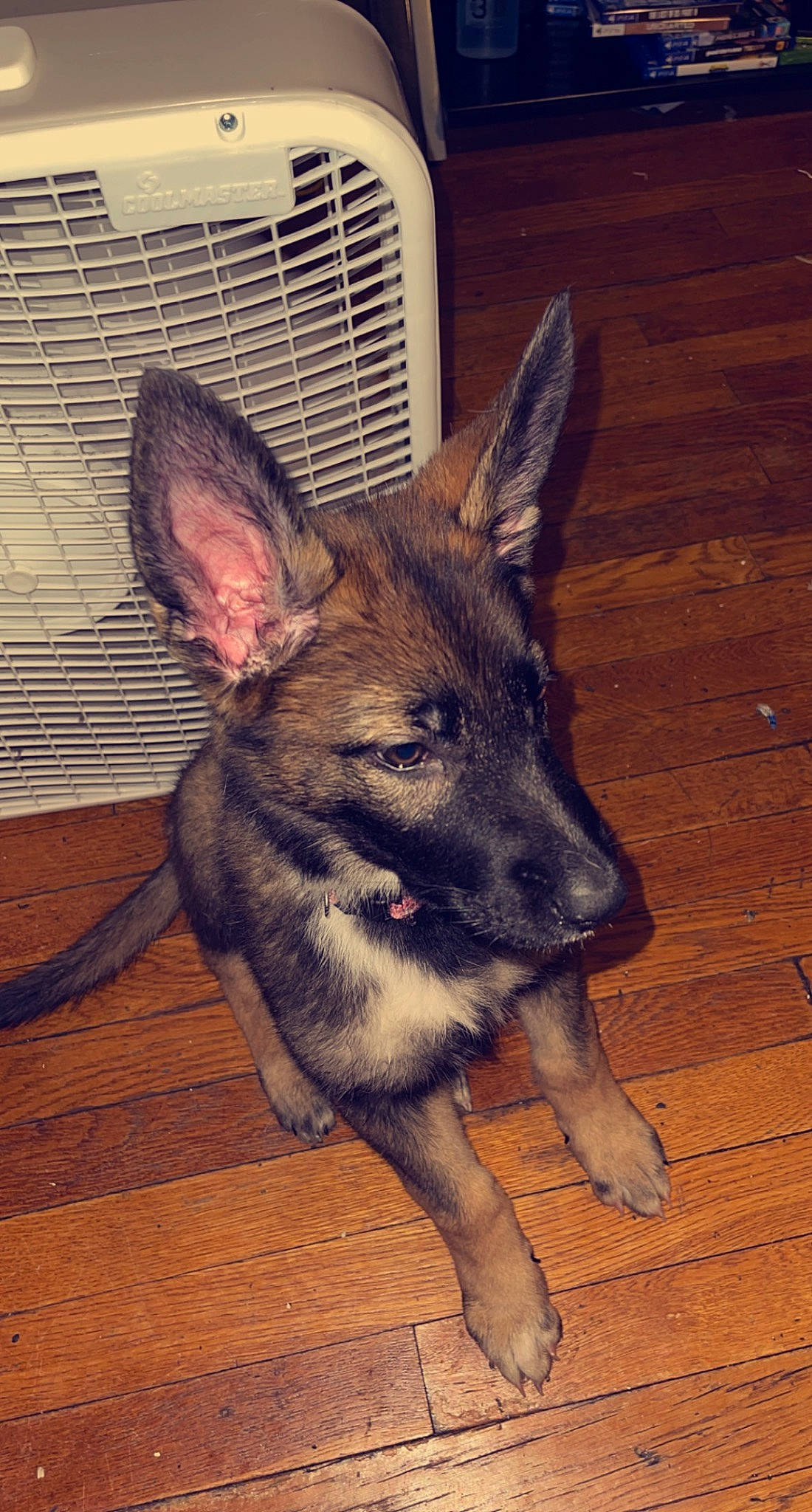 Sally is registered to the contest to win money with this photo: canidae, carnivore, companion_dog, dog, dog_breed, dog_supply, fawn, flooring, fur, hardwood, plank, sporting_group, terrestrial_animal, varnish, whiskers, wood, wood_flooring, wood_stain, working_animal, working_dog