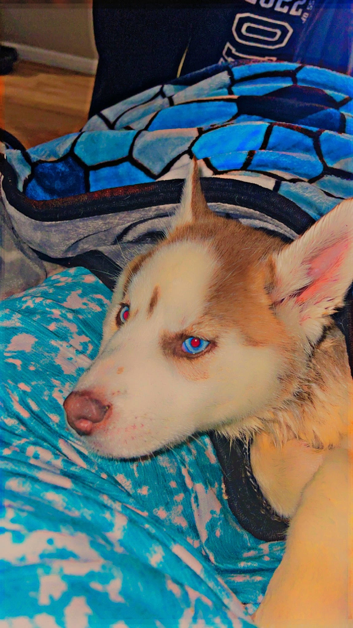 Paige joined the competition — help win amazing prizes! canidae, canis, carnivore, companion_dog, dog, dog_breed, dog_supply, eyelash, fawn, fur, herding_dog, jaw, linens, siberian_husky, snout, spitz, sporting_group, whiskers, working_animal, working_dog