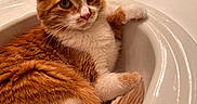 Tilly is registered to the contest to win money with this photo: cat, orange_cat, white_cat, pet, feline, sink, bathroom, countertop, curled_tail, relaxed, indoors, domestic_animal, fur, whiskers, green_eyes, closeup, cute, resting, animal, household