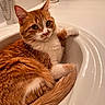 cat, orange_cat, white_cat, pet, feline, sink, bathroom, countertop, curled_tail, relaxed, indoors, domestic_animal, fur, whiskers, green_eyes, closeup, cute, resting, animal, household
