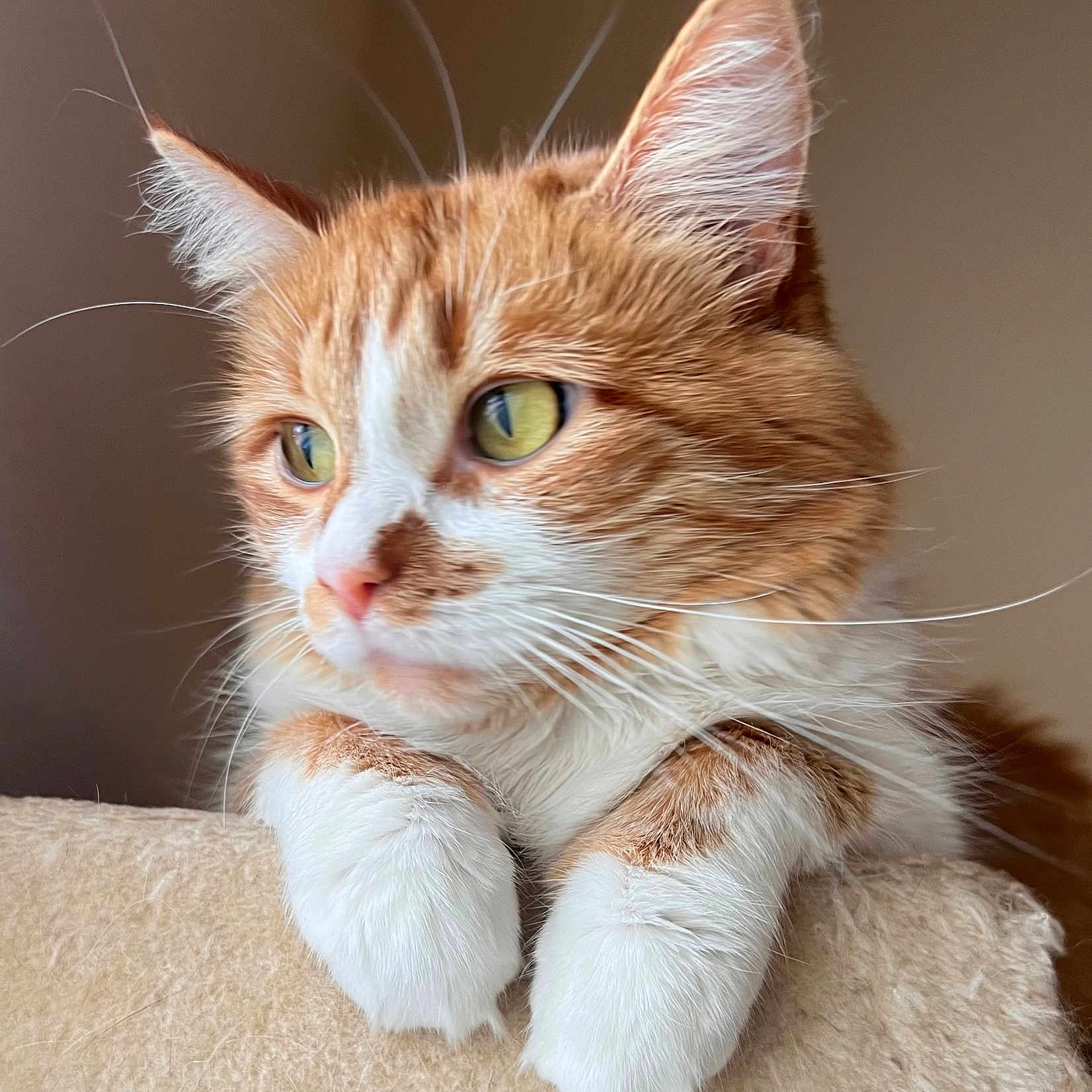 Tilly is registered to the contest to win money with this photo: cat, orange_cat, white_cat, feline, pet, close_up, portrait, whiskers, paws, resting, soft_texture, indoor, curious, calm, green_eyes, fur, animal, cute, domestic_cat, mammal
