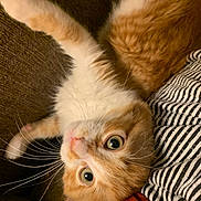 Tilly joined the competition — help win amazing prizes! cat, orange_cat, white_cat, pet, whiskers, fur, close_up, indoor, couch, fabric, striped_clothing, relaxed, cute, animal, feline, eyes, nose, paw, lying_down, cozy