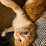 cat, orange_cat, white_cat, pet, whiskers, fur, close_up, indoor, couch, fabric, striped_clothing, relaxed, cute, animal, feline, eyes, nose, paw, lying_down, cozy