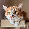 Tilly is registered to the contest to win money with this photo: cat, orange_cat, white_cat, pet, feline, whiskers, green_eyes, close_up, cat_tree, indoor, animal, cute, fur, paws, relaxed, looking, portrait, mammal, domestic_cat, soft_light